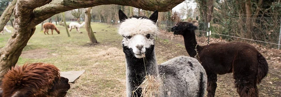 Vier Alpakas auf einer Weide